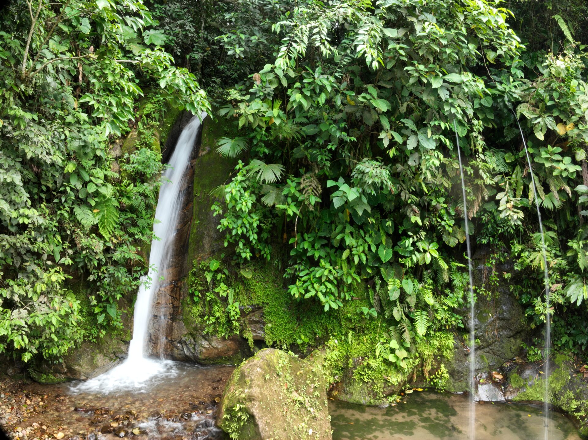 Maha Devi Ayahuasca|BLOG2