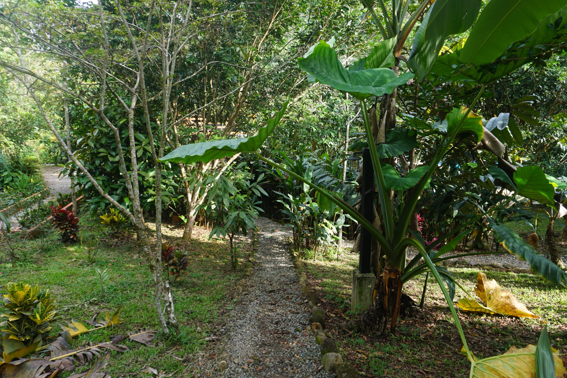 Maha Devi Ayahuasca|Ayahuasca Retreat in Putumayo