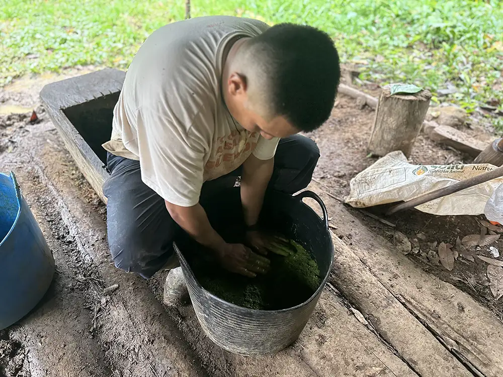 Mixing ayahuasca plants for Crudo preparation at MahaDevi retreat Colombia