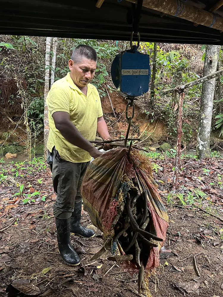 Weighing ayahuasca vine before Crudo preparation at MahaDevi retreat Colombia