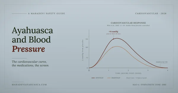 Ayahuasca cardiovascular safety guide showing how the brew transiently raises blood pressure and the medication interactions that proper screening prevents.