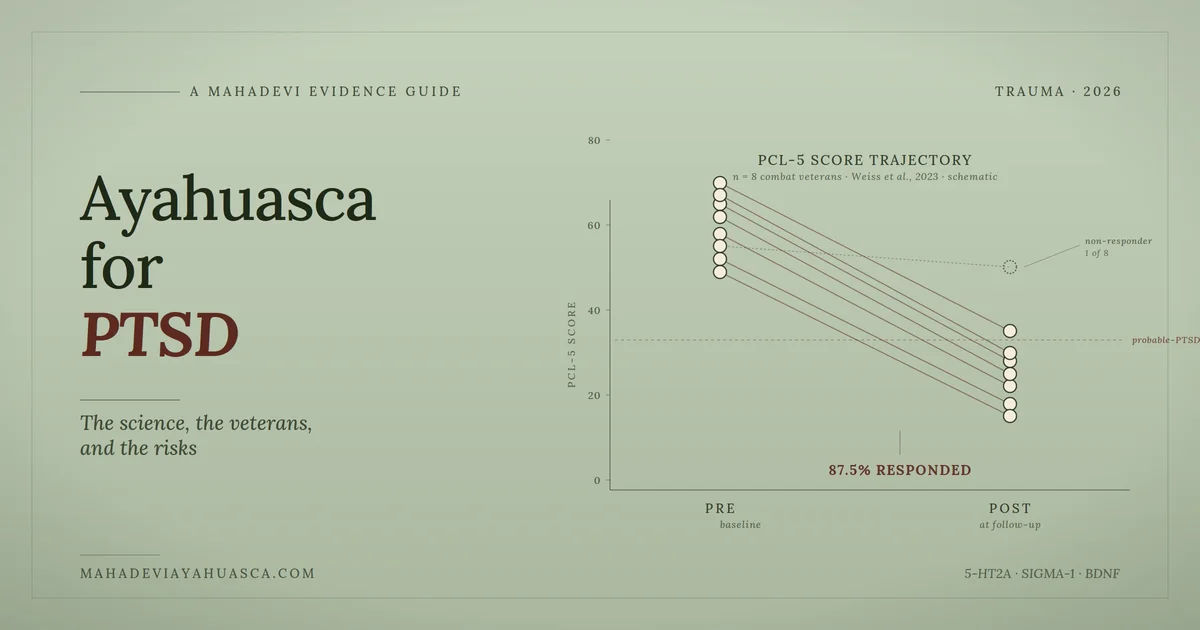 Pre/post PCL-5 dot plot for a ayahuasca and PTSD evidence guide showing 87.5% veteran response