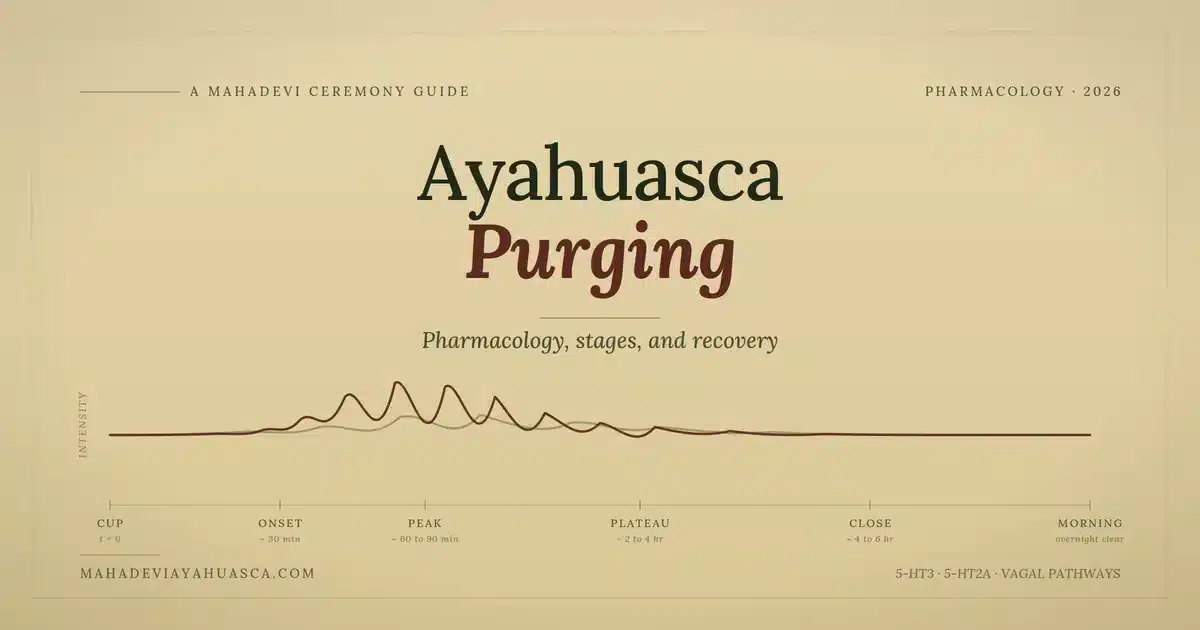 Maha Devi Ayahuasca | Ayahuasca Purge: Pharmacology, Stages & Recovery The ayahuasca purge unfolds in stages, from acute serotonin-driven release to overnight recovery and the slower work of integration.
