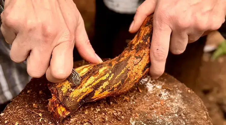 Traditional Yagé vine preparation Kamsa tradition Putumayo