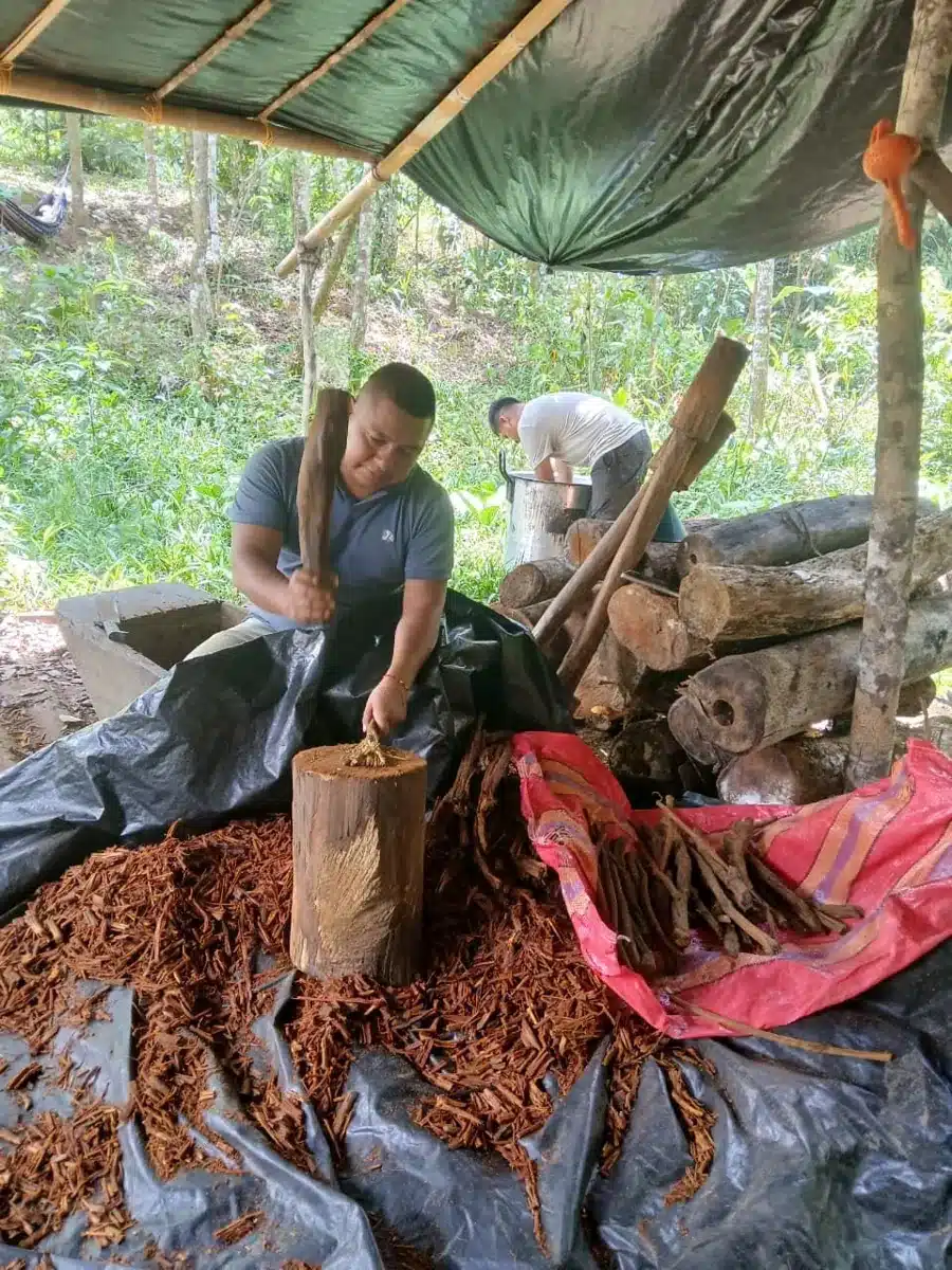 Maha Devi Ayahuasca | Crudo: the Cold-Brew Preparation of Yagé (Ayahuasca) in the Colombian Putumayo Taita Miguel Mavisoy pounding fresh Banisteriopsis caapi vine in a wooden mortar for crudo yagé preparation, no fire used