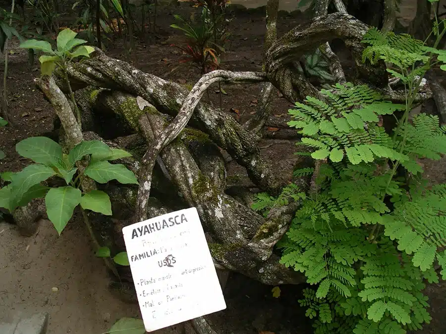 Maha Devi Ayahuasca | Banisteriopsis caapi: the Vine at the Base of Yagé and Ayahuasca The thick twisting woody stem of the Banisteriopsis caapi vine in a botanical garden