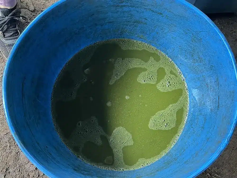 Maha Devi Ayahuasca | Crudo: the Cold-Brew Preparation of Yagé (Ayahuasca) in the Colombian Putumayo Fresh green juice of chagra (Diplopterys cabrerana) mashed with water in a basin, part of crudo preparation