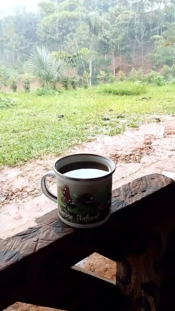 Maha Devi Ayahuasca | Crudo: the Cold-Brew Preparation of Yagé (Ayahuasca) in the Colombian Putumayo A cup of crudo, the cold-brew preparation of yagé, with Putumayo rainforest behind
