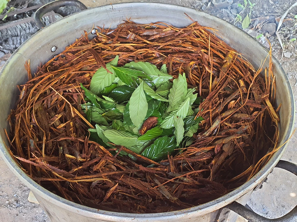 A traditional metal pot cooking ayahuasca vine and chakruna leaves over a wood fire for a deep healing ceremony.