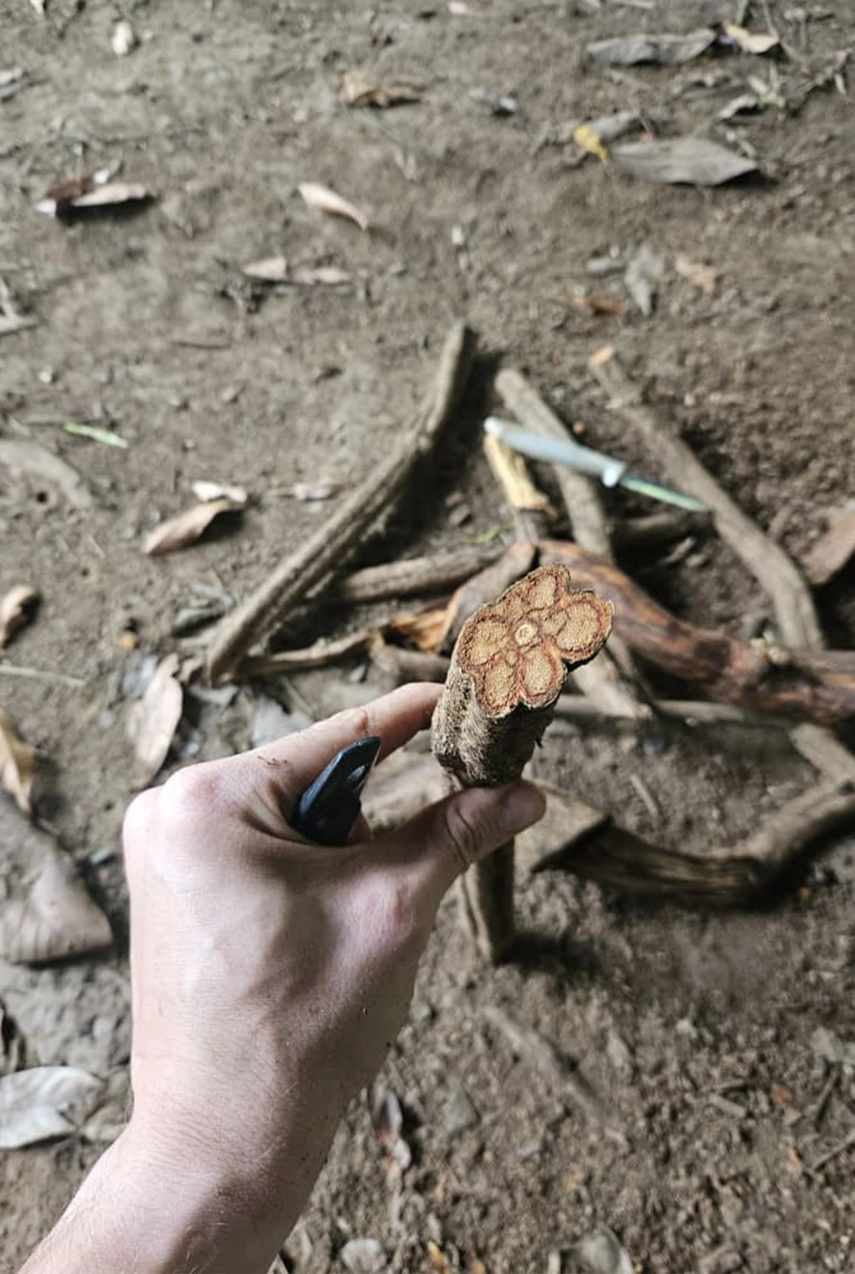 Freshly cut section of ayahuasca vine (Banisteriopsis caapi), also known as yagé in Colombia.